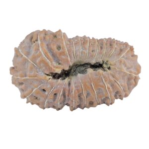 20 Mukhi Rudraksha 26mm 2.79gm - Rudraksha back