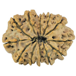 12 Mukhi Rudraksha 24.1mm 2.14gm - Rudraksha back