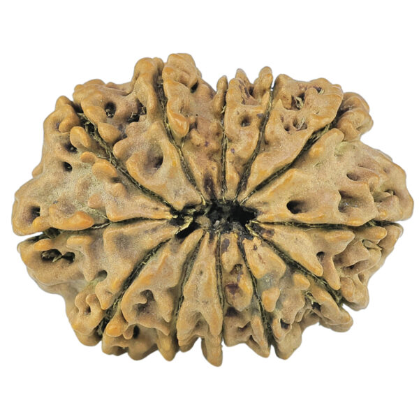12 Mukhi Rudraksha 24.1mm 2.14gm - Rudraksha back