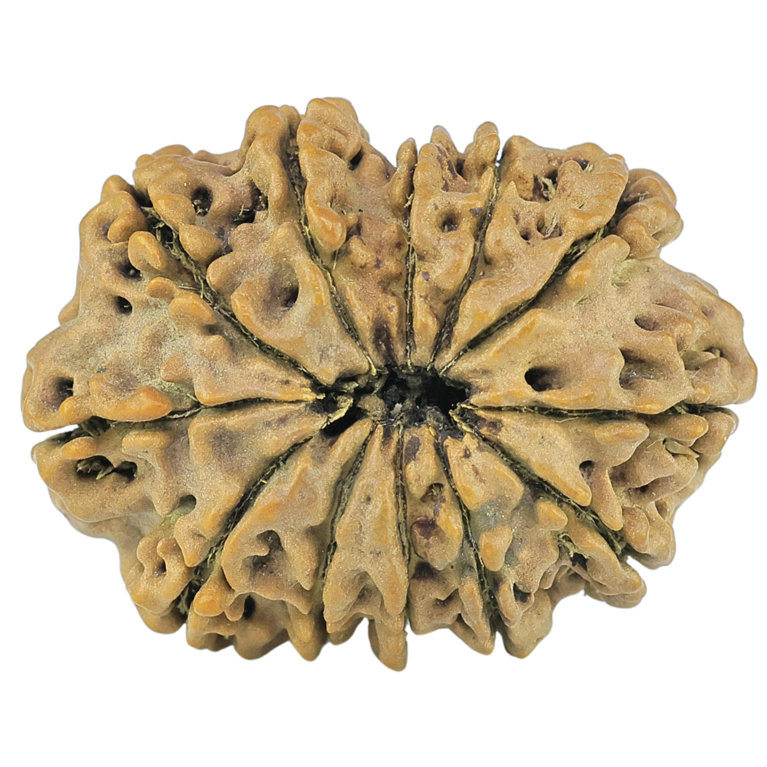 12 Mukhi Rudraksha 24.1mm 2.14gm - Rudraksha back