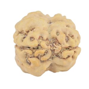2 Mukhi Rudraksha 22.6mm 2.26gm - Rudraksha back