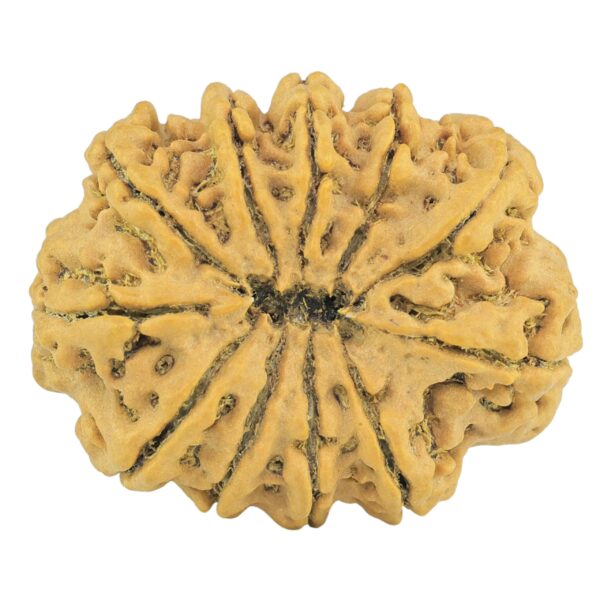 11 Mukhi Rudraksha 29mm 4.75gm - Rudraksha back