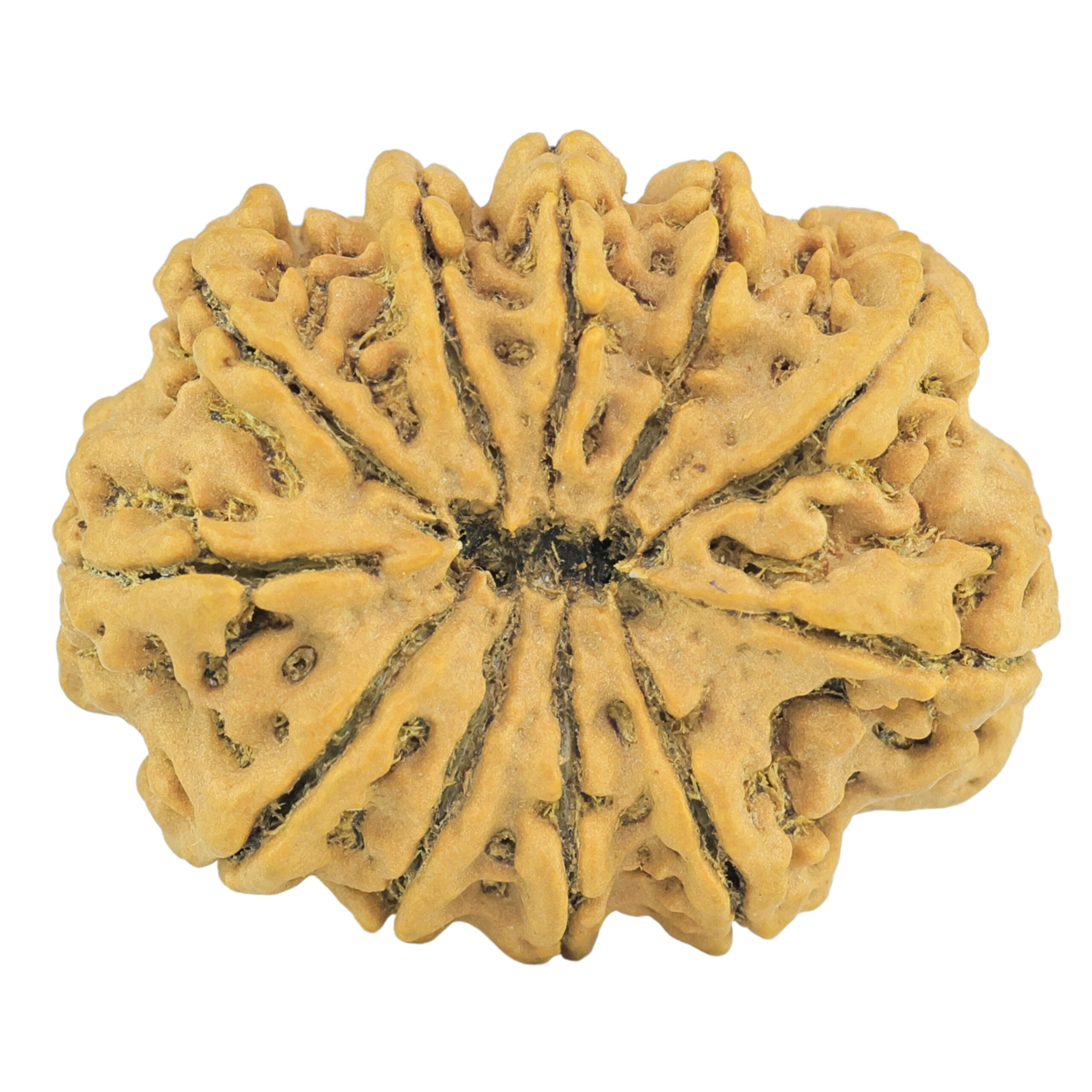 11 Mukhi Rudraksha 29mm 4.75gm - Rudraksha back
