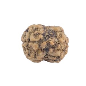 2 Mukhi Rudraksha 19.6mm 1.4gm - Rudraksha back