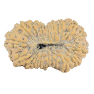 16 Mukhi Rudraksha 19.4mm 1.2gm - Rudraksha back