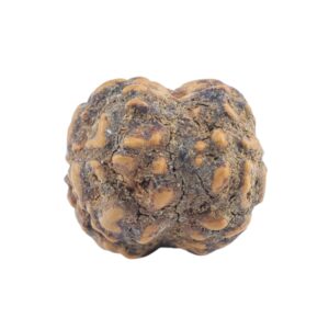 2 Mukhi Rudraksha 19.4mm 1.35gm - Rudraksha back