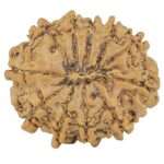 11 Mukhi Rudraksha 23.9mm 4.14gm - Rudraksha back