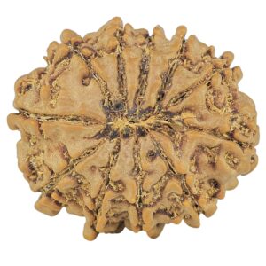 11 Mukhi Rudraksha 23.9mm 4.14gm - Rudraksha back