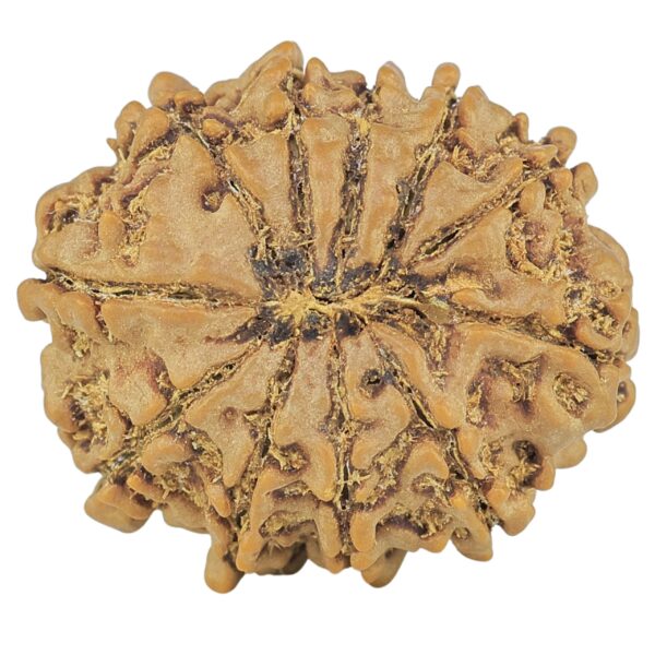 11 Mukhi Rudraksha 23.9mm 4.14gm - Rudraksha back