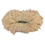 21 Mukhi Rudraksha 14.8mm 0.42gm - Rudraksha back