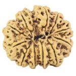11 Mukhi Rudraksha 34.6mm 9gm - Rudraksha back
