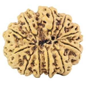 11 Mukhi Rudraksha 34.6mm 9gm - Rudraksha back