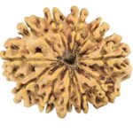 12 Mukhi Rudraksha 30mm 4.11gm - Rudraksha back