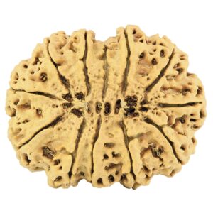 11 Mukhi Rudraksha 37.8mm 8.67gm - Rudraksha back
