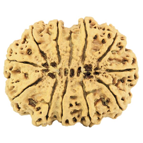 11 Mukhi Rudraksha 37.8mm 8.67gm - Rudraksha back