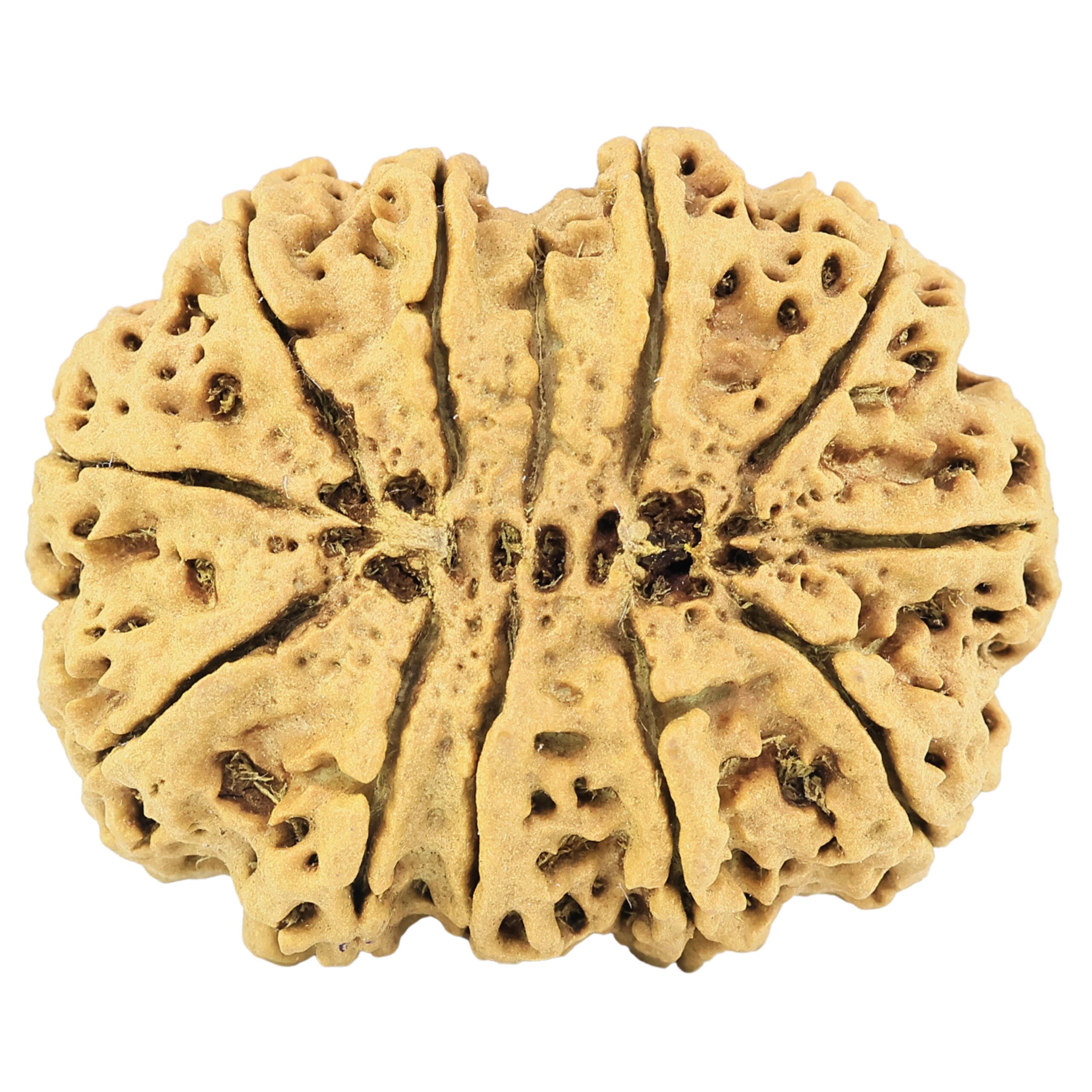 11 Mukhi Rudraksha 37.8mm 8.67gm - Rudraksha back