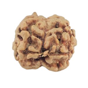 2 Mukhi Rudraksha 20.3mm 1.57gm - Rudraksha back
