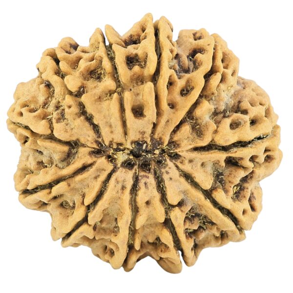 11 Mukhi Rudraksha 32.7mm 8gm - Rudraksha back