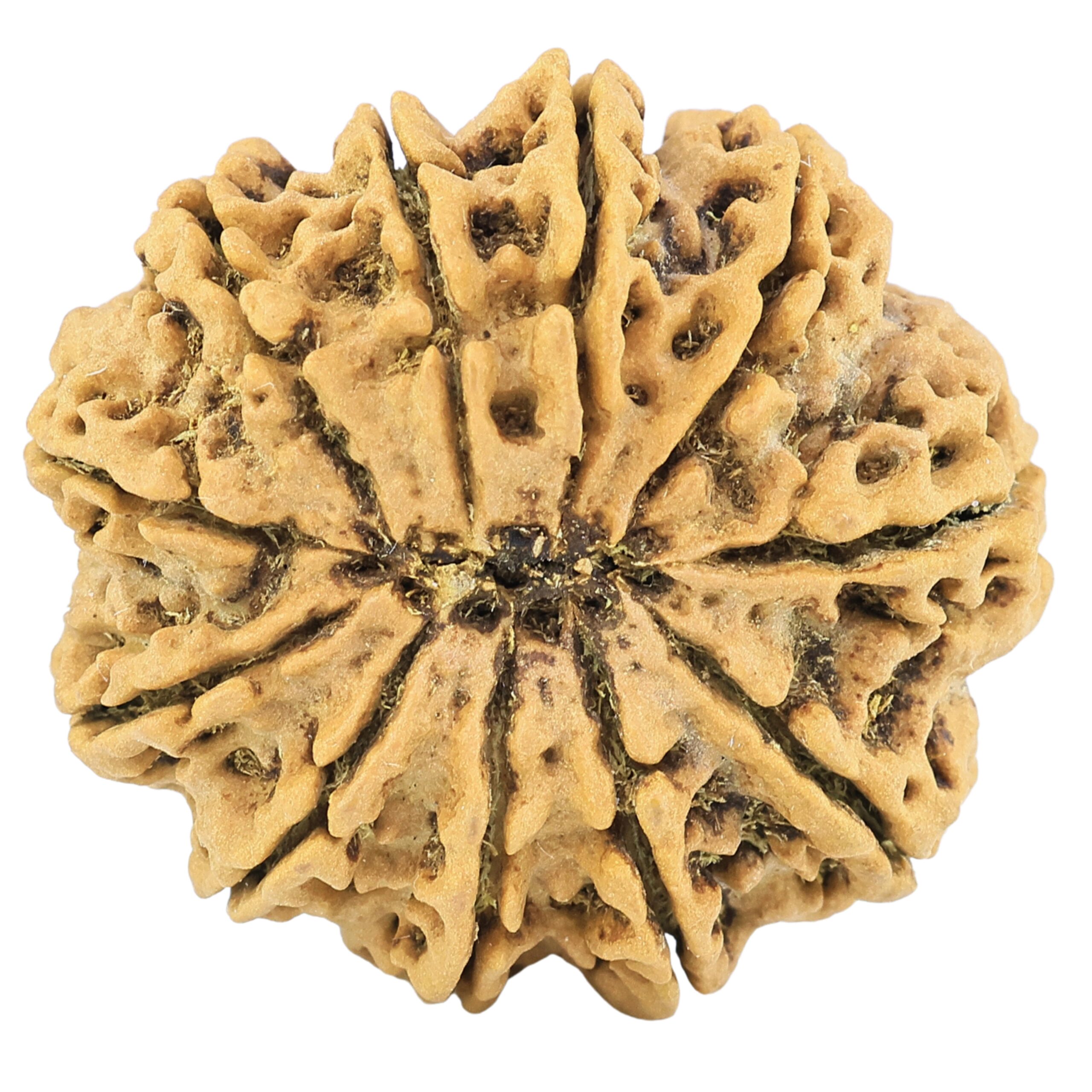 11 Mukhi Rudraksha 32.7mm 8gm - Rudraksha back