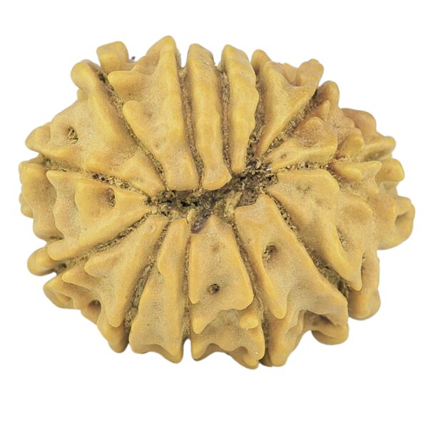 12 Mukhi Rudraksha 21.9mm 2.7gm - Rudraksha back