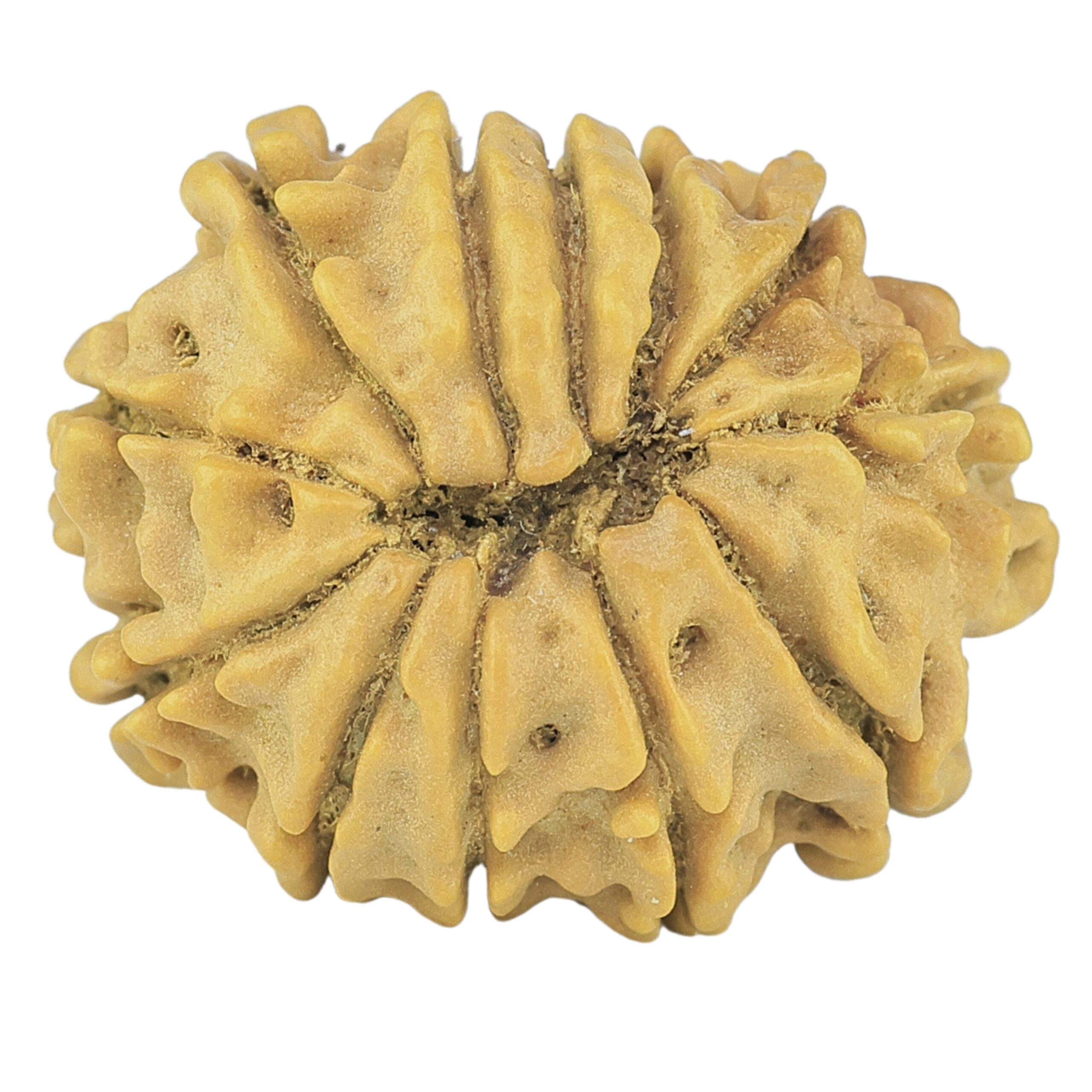 12 Mukhi Rudraksha 21.9mm 2.7gm - Rudraksha back