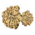 14 Mukhi Garbh Gauri 26.4mm 3gm - Rudraksha back