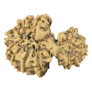 14 Mukhi Garbh Gauri 26.4mm 3gm - Rudraksha back