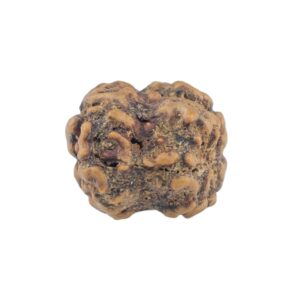 2 Mukhi Rudraksha 20.6mm 1.45gm - Rudraksha back