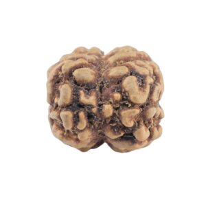 2 Mukhi Rudraksha 20.6mm 1.39gm - Rudraksha back