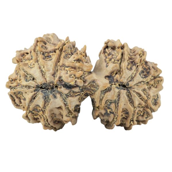 15 Mukhi Gaurishankar 34.8mm 5.63gm - Rudraksha back