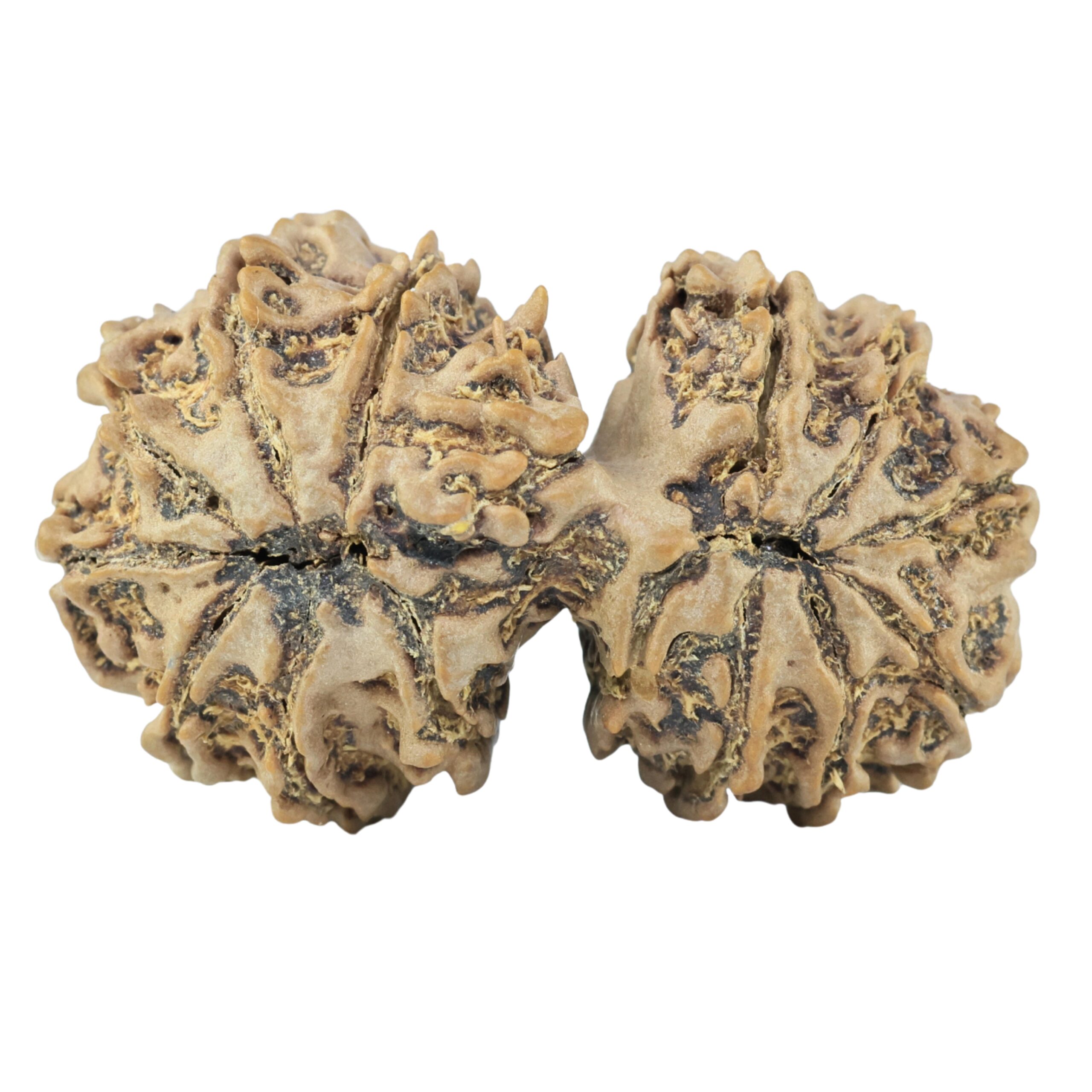 15 Mukhi Gaurishankar 34.8mm 5.63gm - Rudraksha back