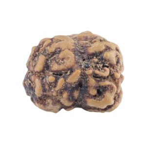 2 Mukhi Rudraksha 21.7mm 2.29gm - Rudraksha back
