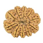 10 Mukhi Rudraksha 33.9mm 8.44gm - Rudraksha back