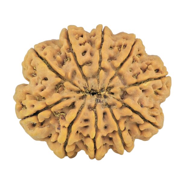 10 Mukhi Rudraksha 33.9mm 8.44gm - Rudraksha back