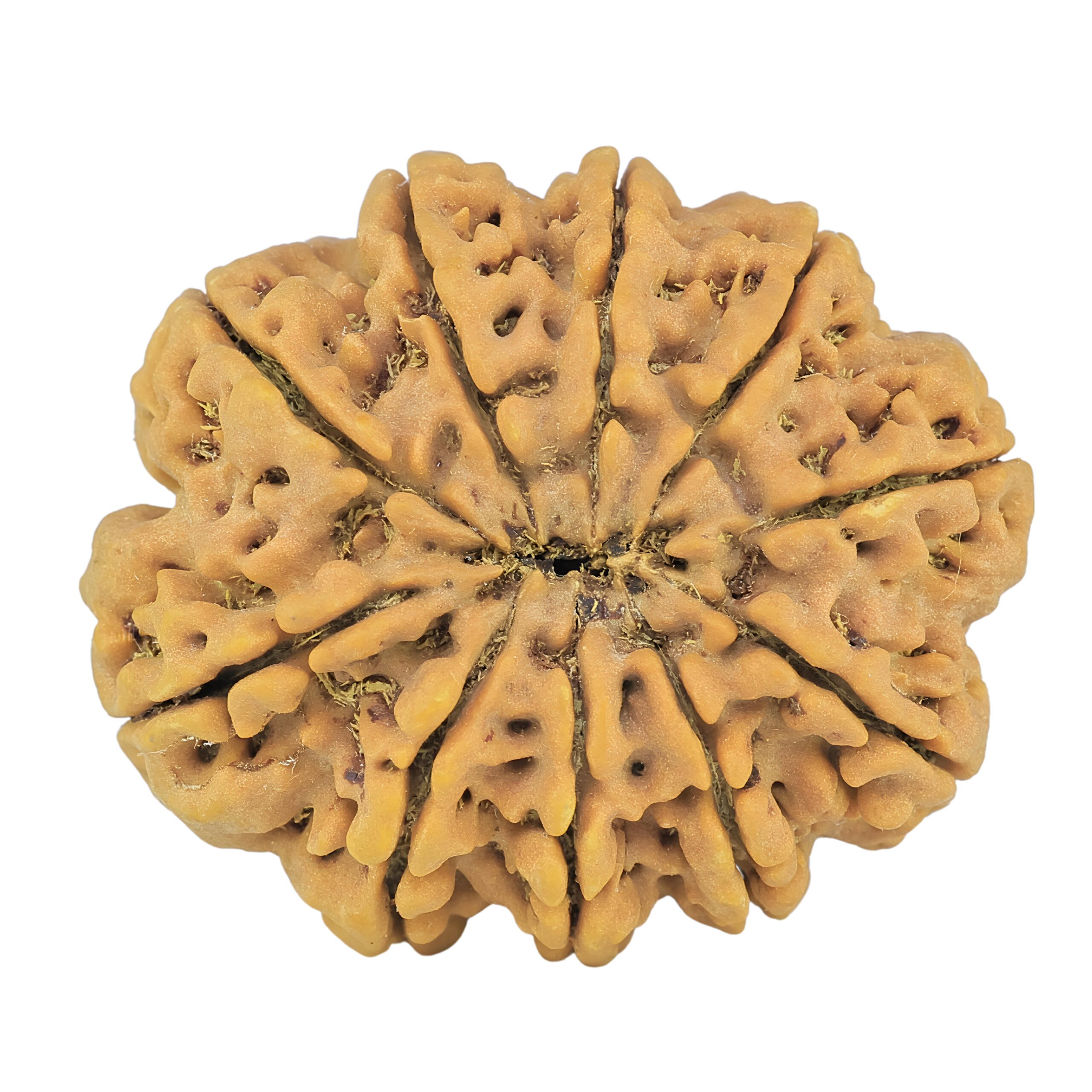 10 Mukhi Rudraksha 33.9mm 8.44gm - Rudraksha back