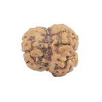 2 Mukhi Rudraksha 23.3mm 2gm - Rudraksha back