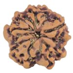 1MK(Underdeveloped) 21.2mm 3gm - Rudraksha back