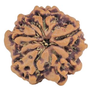 1MK(Underdeveloped) 21.2mm 3gm - Rudraksha back
