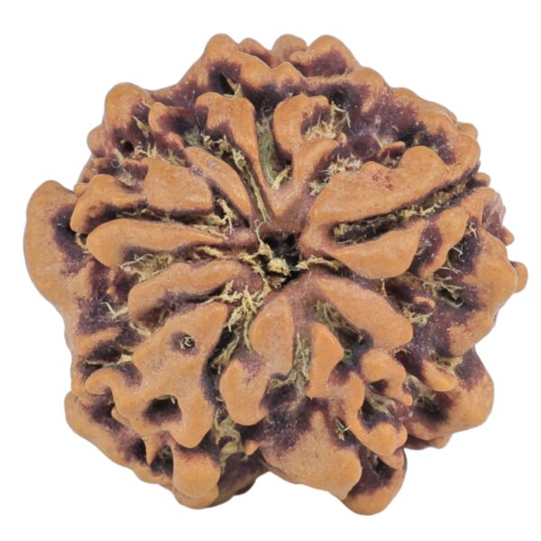 1MK(Underdeveloped) 21.2mm 3gm - Rudraksha back