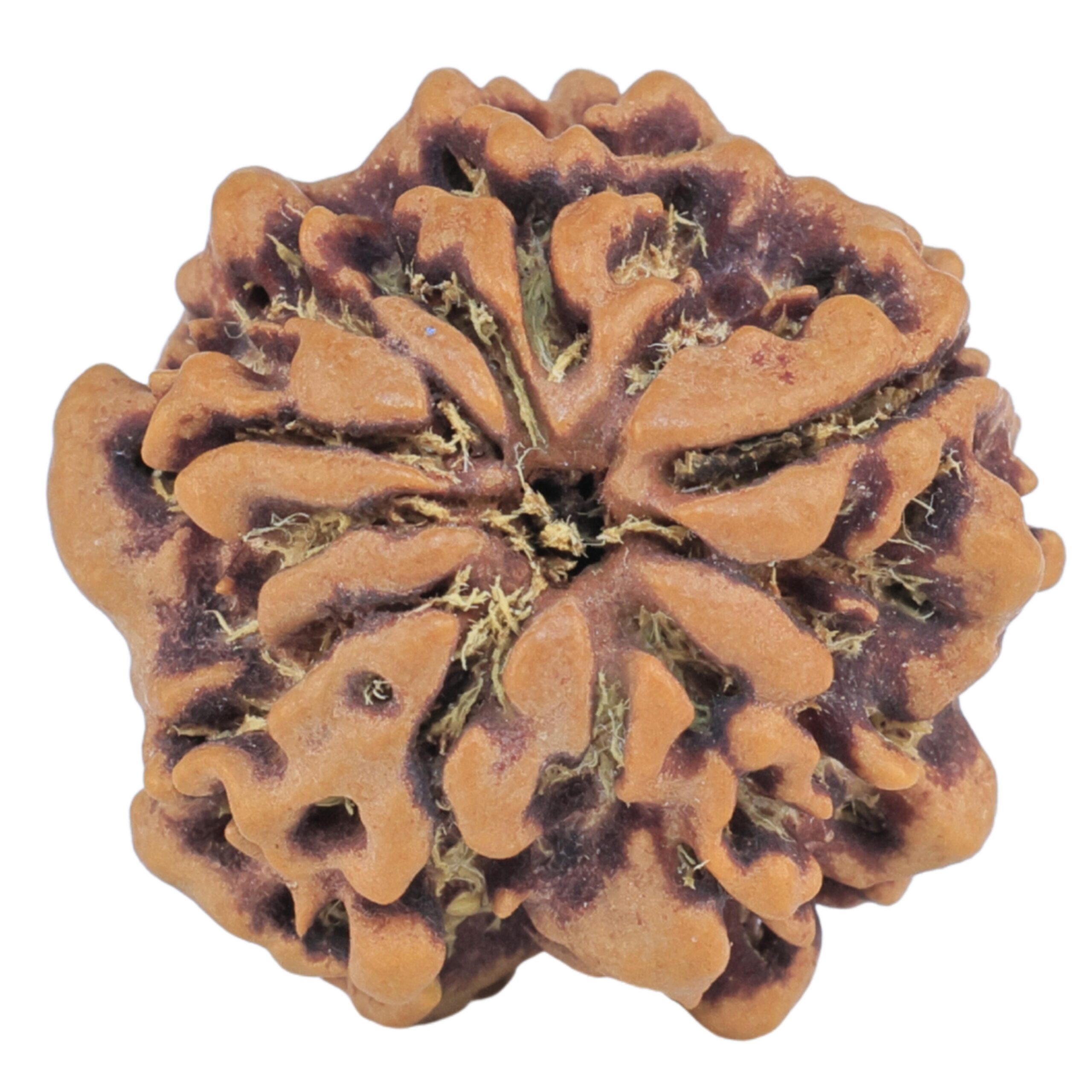 1MK(Underdeveloped) 21.2mm 3gm - Rudraksha back