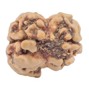 2 Mukhi Rudraksha 22.2mm 1.76gm - Rudraksha back
