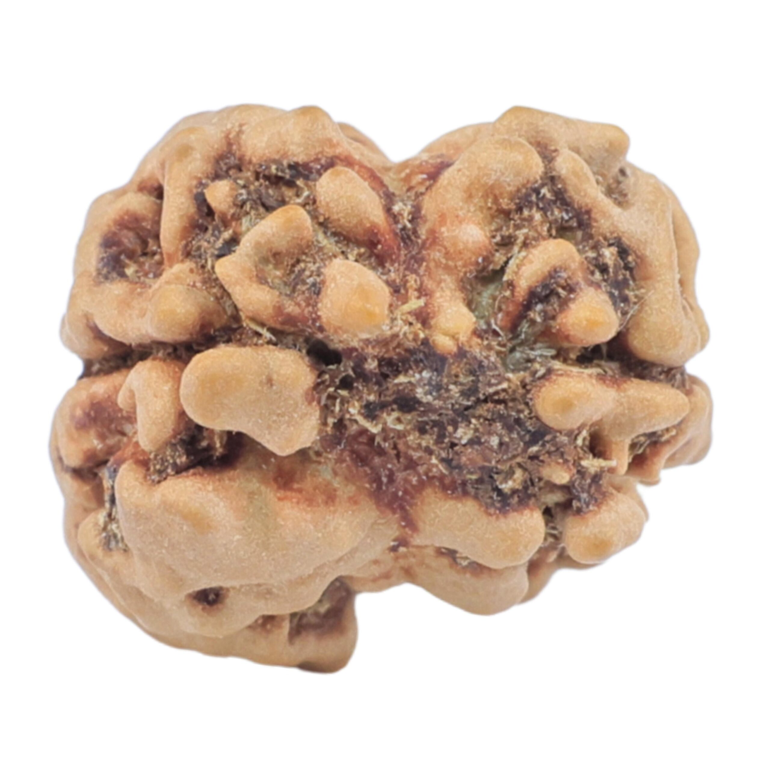2 Mukhi Rudraksha 22.2mm 1.76gm - Rudraksha back