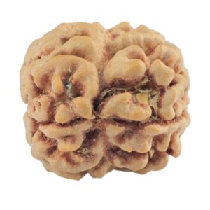 2 Mukhi Rudraksha 21.7mm 1.9gm - Rudraksha back