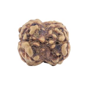 2 Mukhi Rudraksha 21.1mm 1.57gm - Rudraksha back