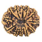 12 Mukhi Rudraksha 25.7mm 3.53gm - Rudraksha back