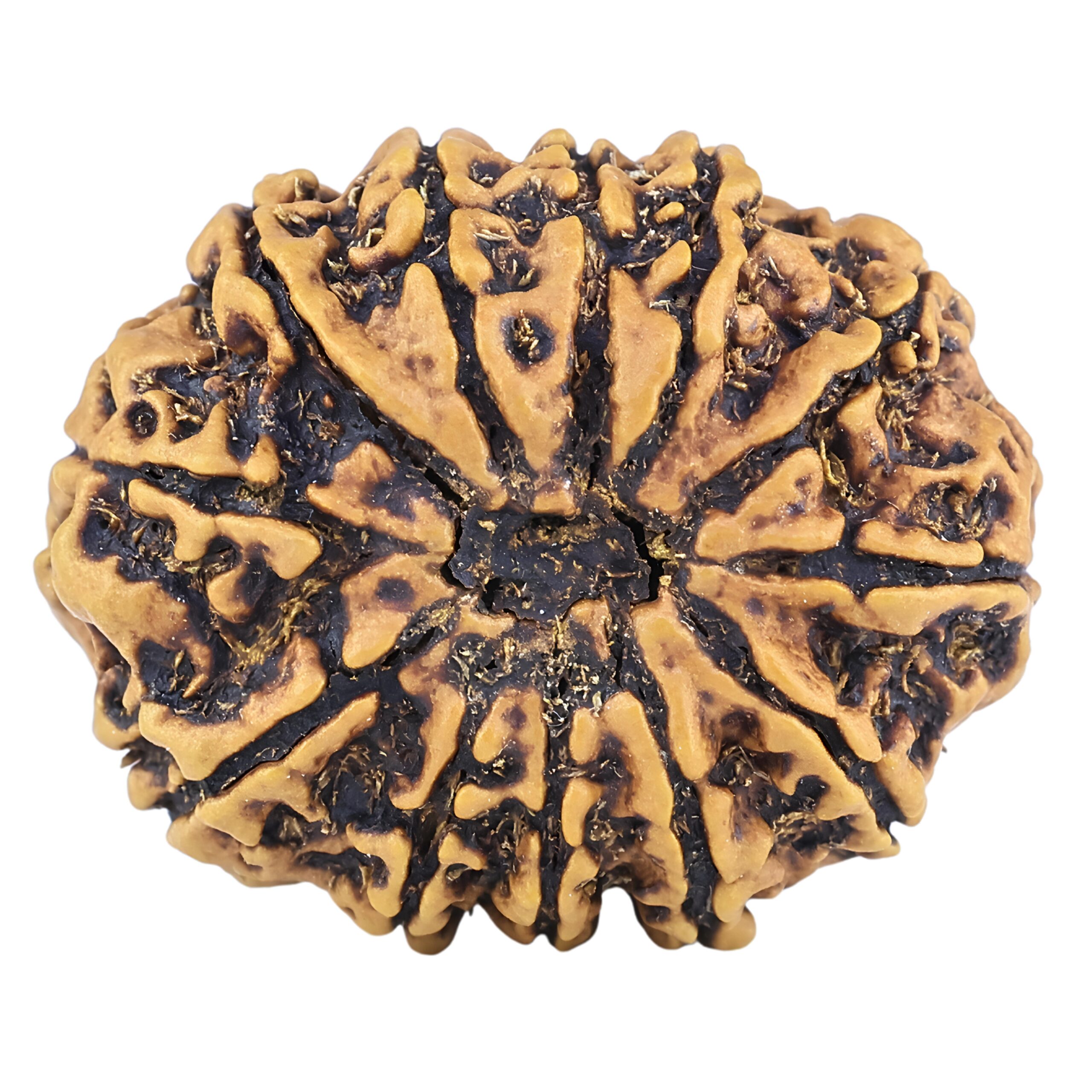 12 Mukhi Rudraksha 25.7mm 3.53gm - Rudraksha back