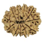 11 Mukhi Rudraksha 27.8mm 4gm - Rudraksha back
