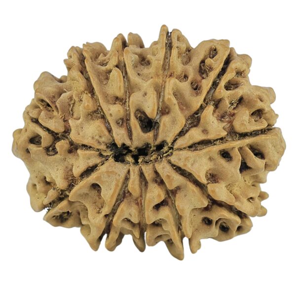 11 Mukhi Rudraksha 27.8mm 4gm - Rudraksha back