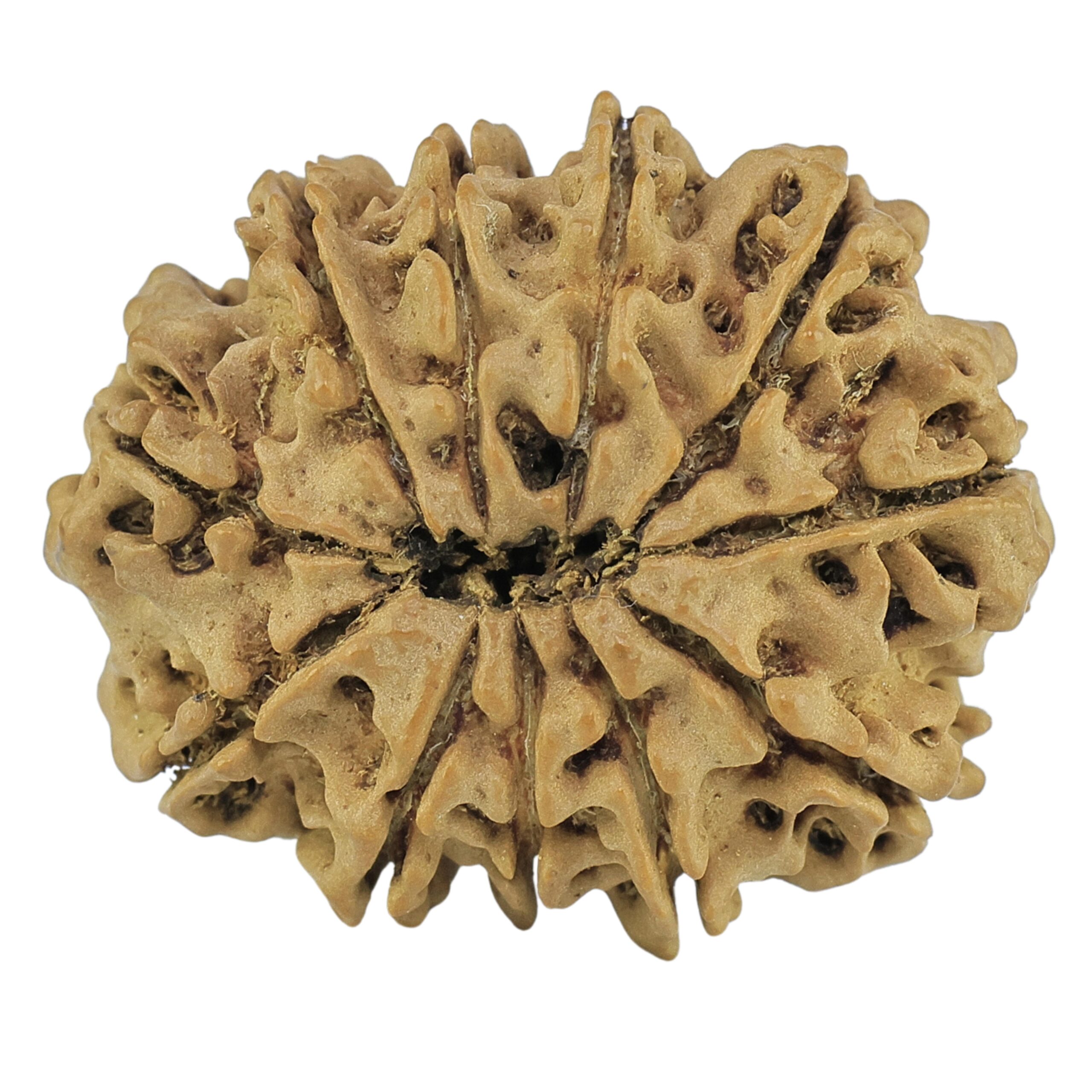 11 Mukhi Rudraksha 27.8mm 4gm - Rudraksha back