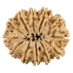 12 Mukhi Rudraksha 31.4mm 5.85gm - Rudraksha back
